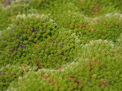 Kelleria childii