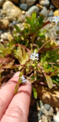 Myosotis laxa