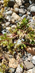 Myosotis laxa