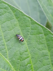 Eriopis connexa