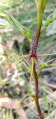 Cryptostylis leptochila