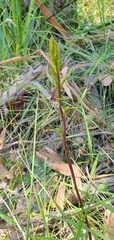 Cryptostylis leptochila