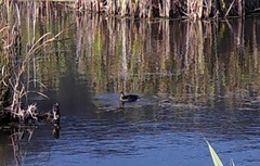 Lophodytes cucullatus