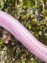 Aporrectodea caliginosa