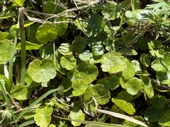 Hydrocotyle umbellata