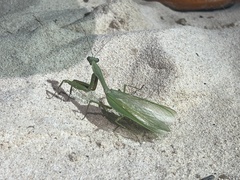 Rhombodera palawanensis