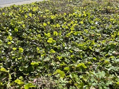 Hydrocotyle umbellata