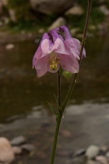 Aquilegia vulgaris