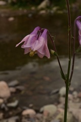 Aquilegia vulgaris