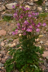 Aquilegia vulgaris