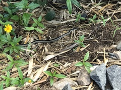 Thamnosophis lateralis