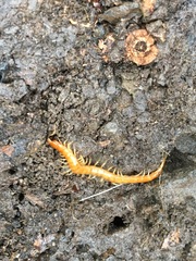 Scolopocryptops gracilis