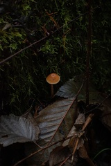 Galerina semilanceata