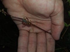 Crinocerus sanctus