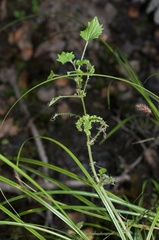 Urtica sykesii