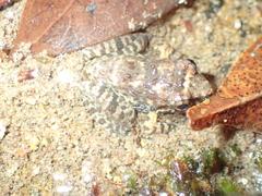 Limnonectes kohchangae