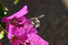Anthophora bimaculata