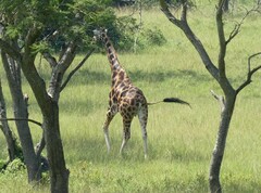 Giraffa camelopardalis rothschildi