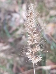 Echinopogon caespitosus
