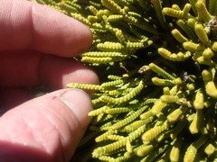 Veronica poppelwellii