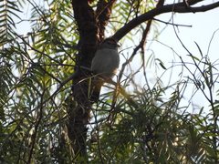 Spizella passerina