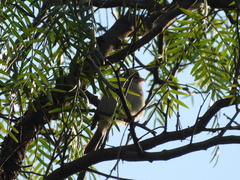 Spizella passerina