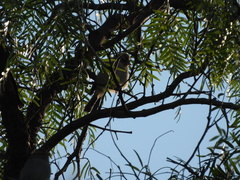 Spizella passerina