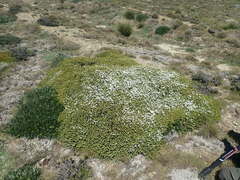 Veronica buchananii