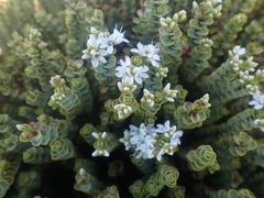Veronica buchananii