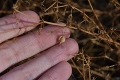 Fagonia cretica
