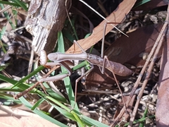 Pseudomantis albofimbriata