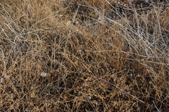 Fagonia cretica