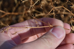 Fagonia cretica