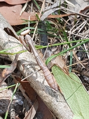 Pseudomantis albofimbriata
