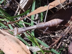 Pseudomantis albofimbriata