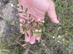 Acacia hispidula