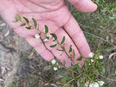 Acacia hispidula