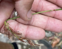 Schoenus brevifolius