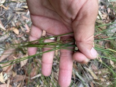 Schoenus brevifolius