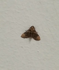 Pyralidae