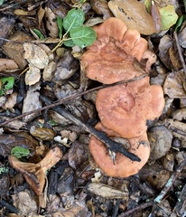 Lactarius xanthogalactus