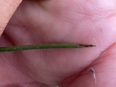 Schoenus brevifolius