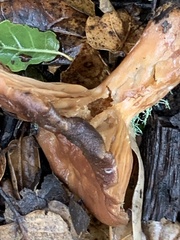 Lactarius xanthogalactus