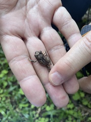 Craugastor megacephalus