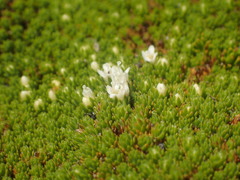 Kelleria childii