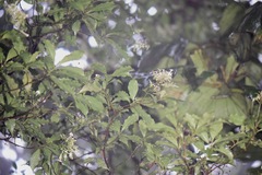 Arachnothryx monteverdensis