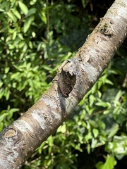 Kaniska canace drilon