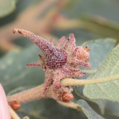 Disholcaspis pedunculoides