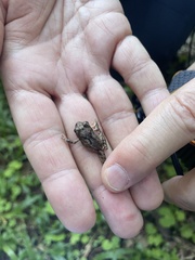 Craugastor megacephalus