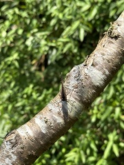 Kaniska canace drilon